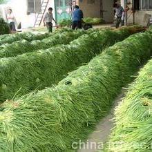 首页 安丘市临浯镇东朱耿食品加工厂 主营 芸豆 牛蒡 芹菜 大